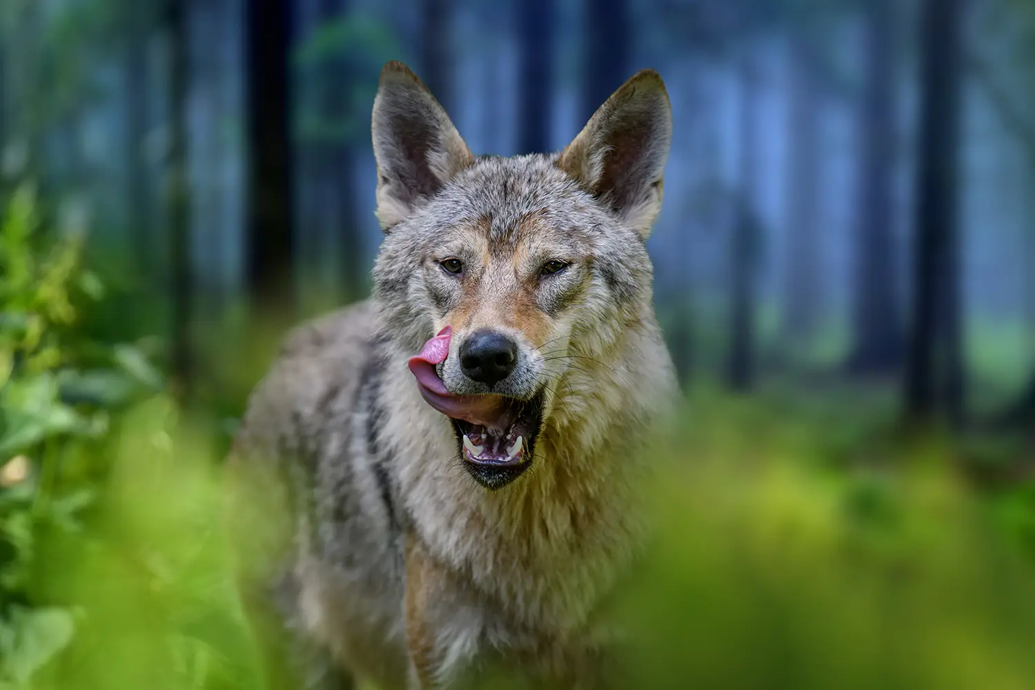 Christoph_Frauenpreiss_Claus_Seebeck_Land_muss_handeln_weidetiere_brauchen_Schutz_vor_Wolf