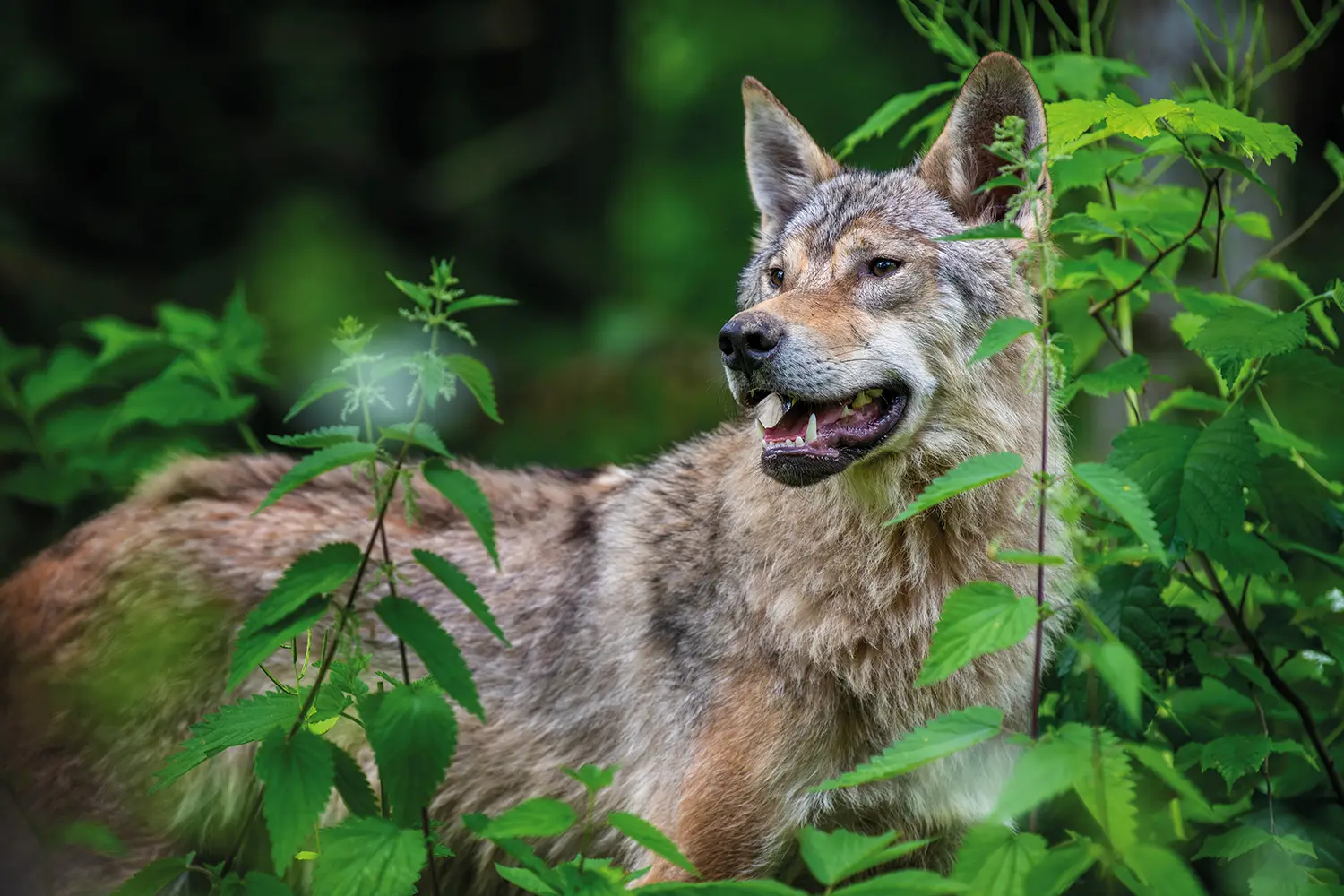 Christoph_Frauenpreiss_begruesst_Einordnung_guenstigen_erhaltungszustand_Wolf