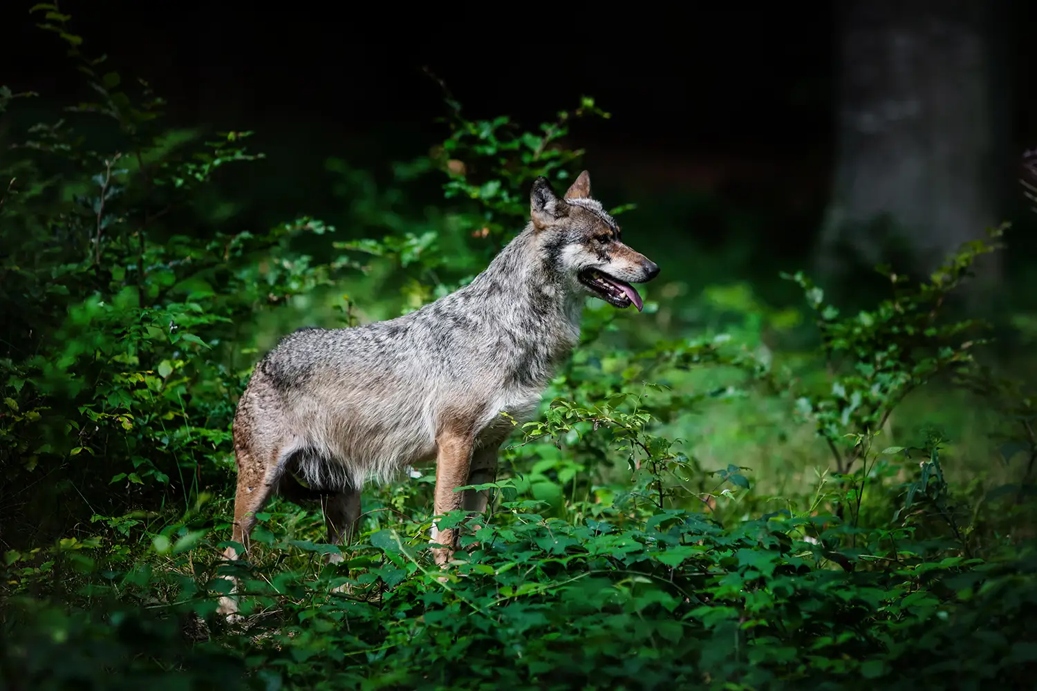 Christoph_Frauenpreiss_verlaesslicher_Schutz_Weidetiere_dringend_notwendig_Wolf